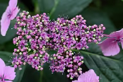IMGL4774 Hortensia